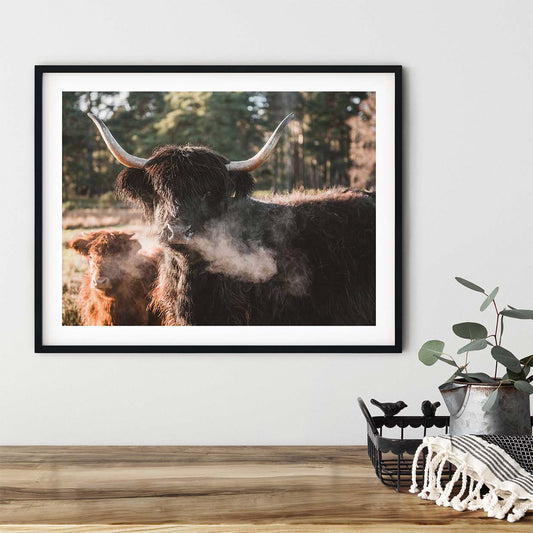 Highland coo Angry mommy print - Kunal Tewari Photography