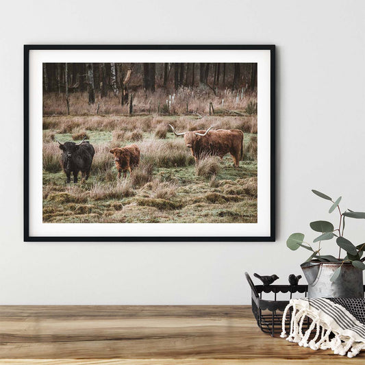 Highland coo family print - Kunal Tewari Photography